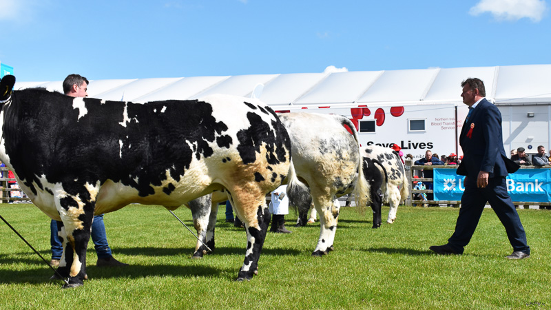 British Blue cattle